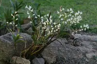 Dendrobium x delicatum