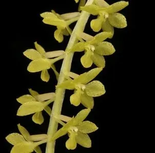 Dendrochilum filiforme var