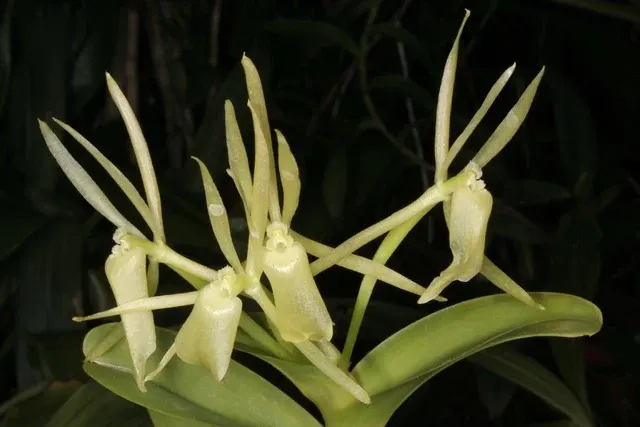 Epidendrum schunkei (Epidendrum)