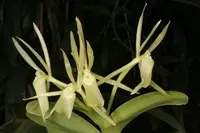 Epidendrum schunkei