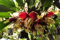 Stanhopea tigrina nigroviolacea 'The Predator' FCC/AOS – Rare Species – Very Fragrant
