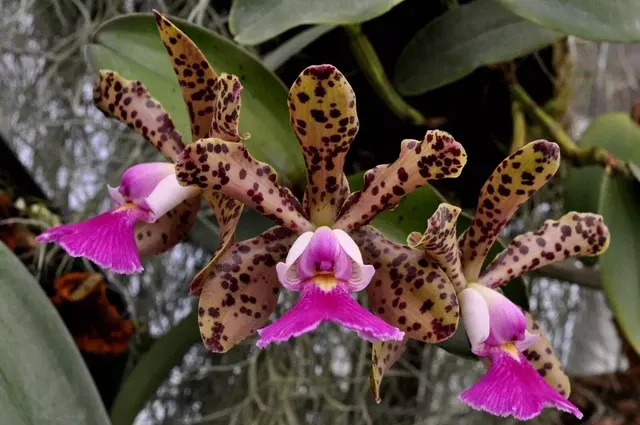 Cattleya peckhaviensis x self 'Rogue Orchids'