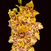 Oncidium Brennan Scott Barfield — Not Currently In Bloom or Spike