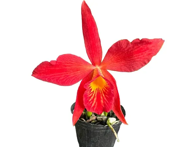 Brassocattleya Edna (Brassocattleya)