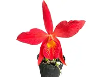 Brassocattleya Edna