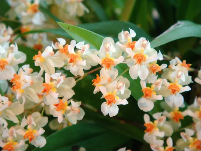 Oncidium Twinkle 'Fragrant Fantasy' (Oncidium)