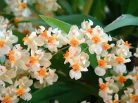 Onc. TWINKLE ‘Fragrant Fantasy’ FRAGRANT BLOOMS easy to grow and bloom! Miniature windowsillsize, cool and warm tolerant. White flowered variety. NOT IN BLOOM/BUD WHEN SHIPPED
