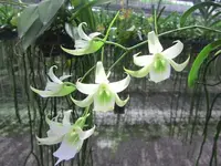 Sobennikoffia humbertiana