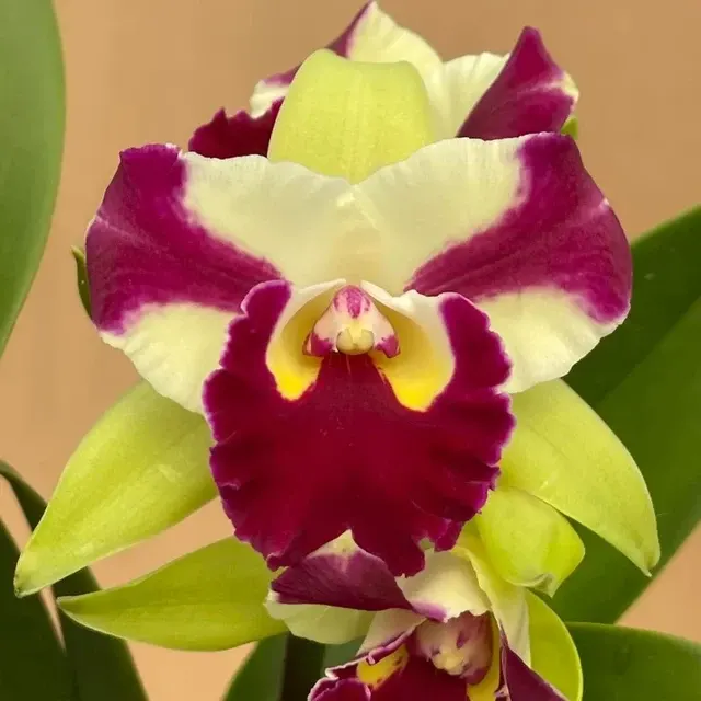 Rhyncholaeliocattleya Penny Helen
