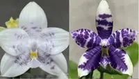 Phalaenopsis Jamboree Blossom x Lioulin Blue Parrot