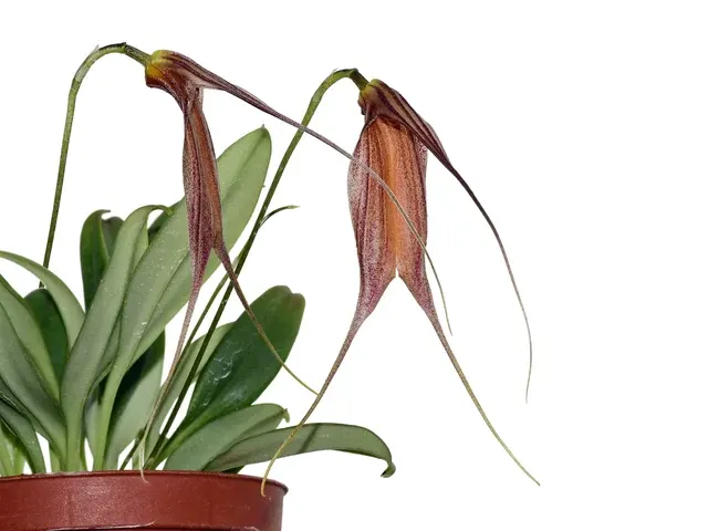 Masdevallia patula (Masdevallia)
