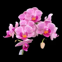 ASSORTED COLOR Bud/Bloom Phalaenopsis — 3 inch / Double Stem