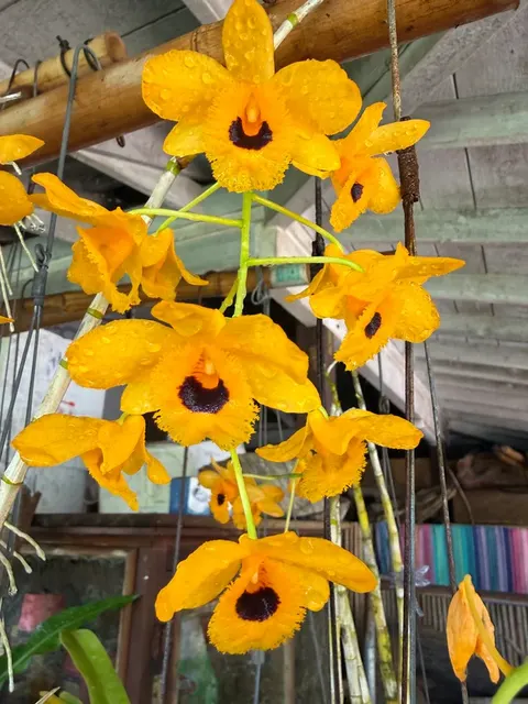 Dendrobium fimbriatum oculatum