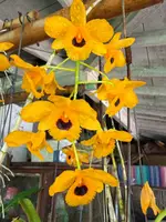Den. fimbriatum oculatum rare and fragrant species orchid — Blooming size Not Currently In Bloom or Spike