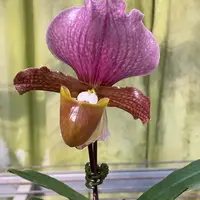 Paphiopedilum charlesworthii × sib 2.5"