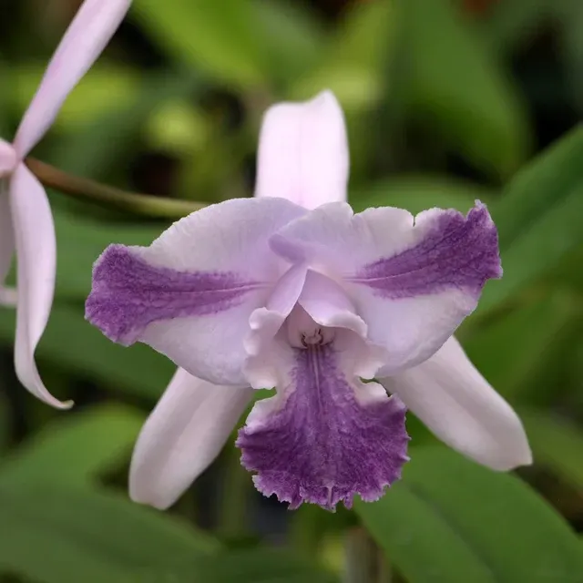 Cattleya Jewell’s Heavenly Mist