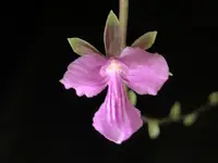 Tetramicra elegans