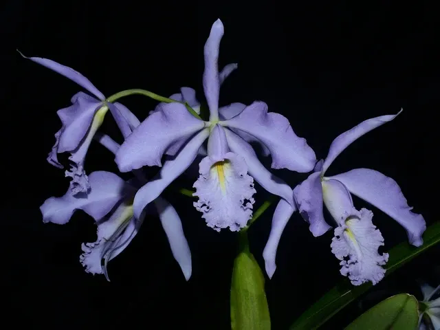 Cattleya maxima f coerulea x 'Hector'