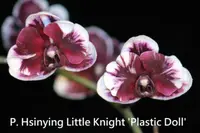 Phal. Hsinying Little Knight 'Plastic Doll' (PM249) (Hybrid)