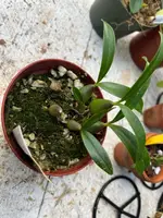 Bulbophyllum falcatum