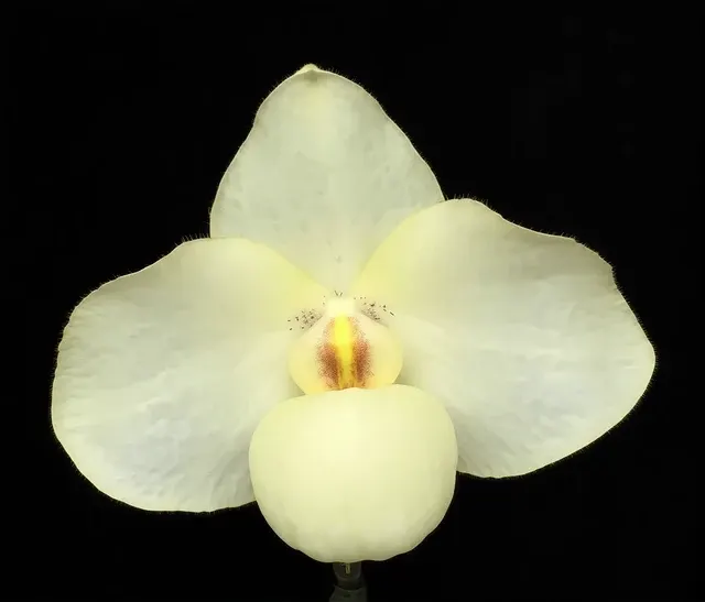 Paphiopedilum Armeni White (Paphiopedilum)