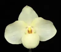 Paphiopedilum ARMENI WHITE (armeniacum x delenatii)