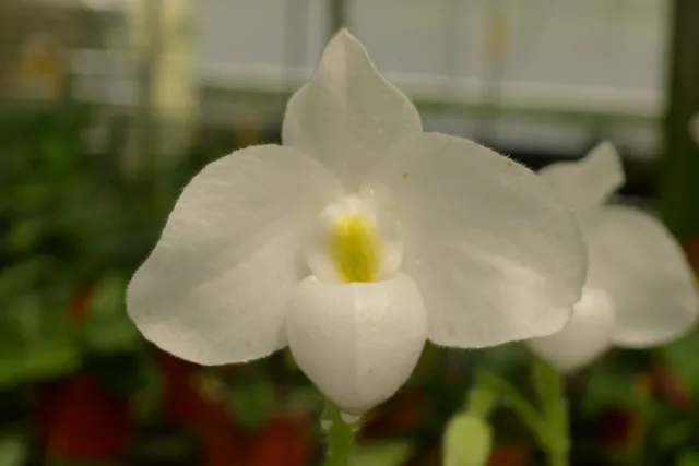 Paphiopedilum delenatii var album x self (Paphiopedilum)