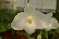 Paphiopedilum delenatii var album x self