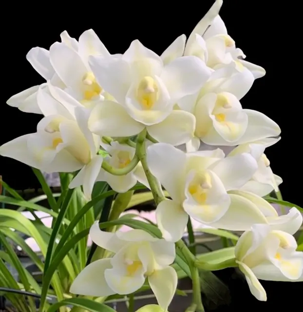 Cymbidium Passionate Rod