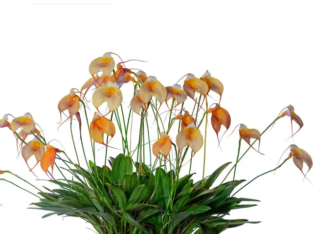 Masdevallia Bella Donna (Masdevallia)