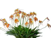 Masdevallia Bella Donna