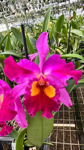 Cattleya Dick Smith 'Dark Beauty' (Cattleya)