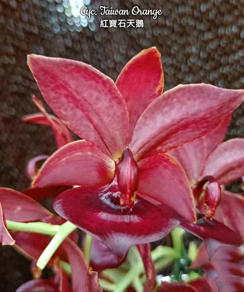 Cycnoches Taiwan Orange (Cycnoches)
