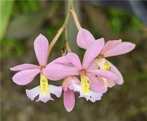 Epidendrum coronatum x ellipticum