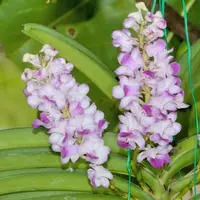 Rhynchostylis coelestis var. pink