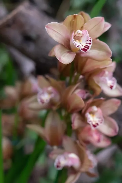 Noid Coelogyne (Coelogyne)