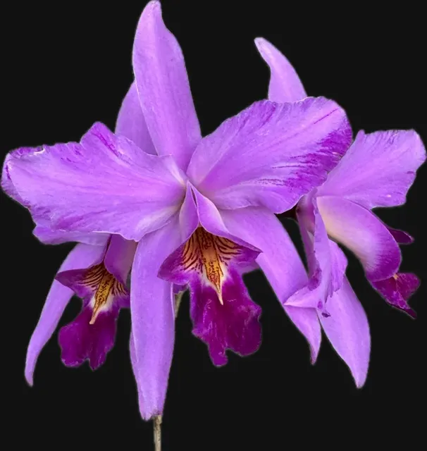 Laelia anceps lineata x sib (Laelia)