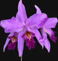 Laelia anceps lineata x sib