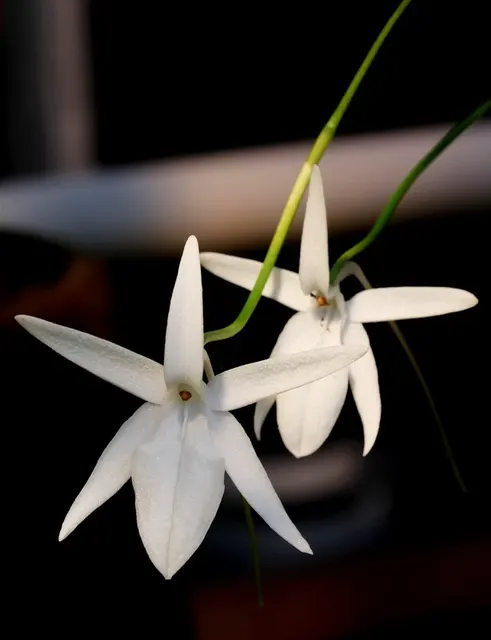 Jumellea arachnantha x sib