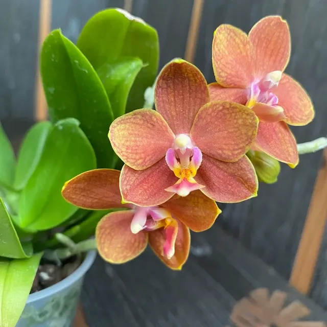 Phalaenopsis KS Pride Golden Diamond