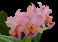 Rlc. George King ‘Serendipity’ (4″ pot)