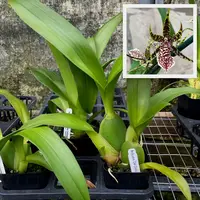 Arthurara Sea Snake 'Unforgettable' (4" Pot) - Not Blooming