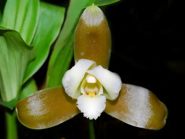Lycaste dowiana x deppei