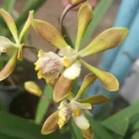 Encyclia Alata X Encyclia Tampensis