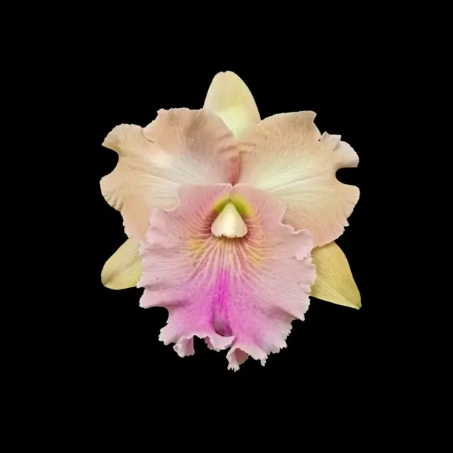 Rhyncholaeliocattleya Siam Pacific Delight