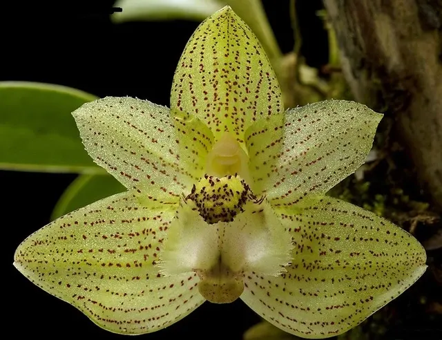 Bulbophyllum pectinatum sp