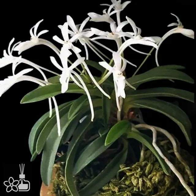 Neofinetia falcata 'Onami Seikai'