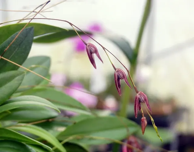 Pleurothallis pachyglossa