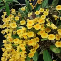 Plant Orchid Rare Species Dendrobium aggregatum Live Mature PLant