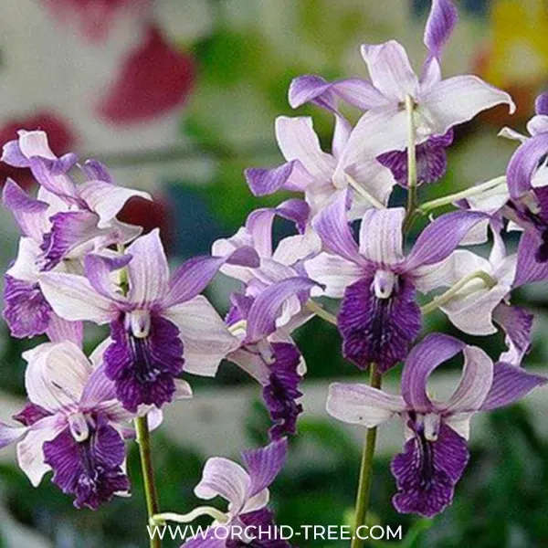 Dendrobium Indonesia Raya Blue (Dendrobium)
